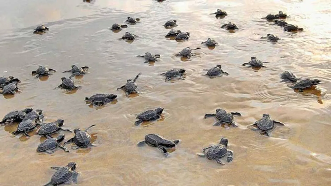 Nearly 2 Crore Olive Ridley Turtles Return To Sea From Odisha Beach