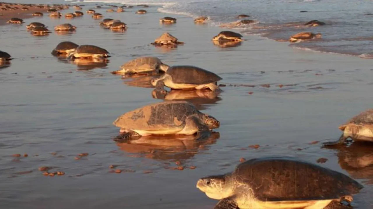 Olive Ridley Mass Nesting Likely On Odisha's Gahirmatha Beach Within Fortnight: Official