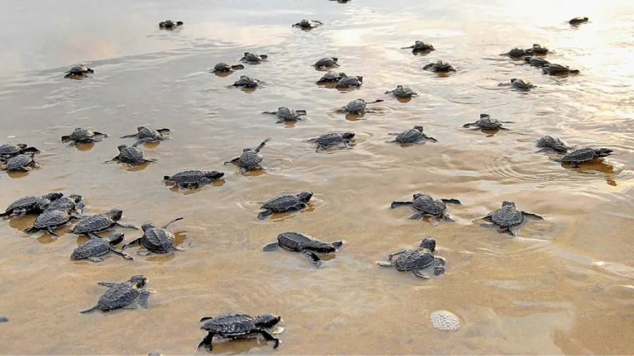 Special drive to protect Olive Ridley sea turtles in Odisha