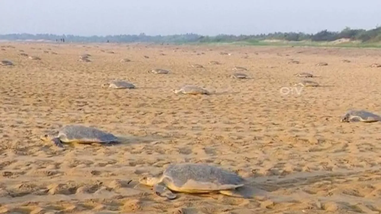 Mass nesting of Olive Ridley turtles begins at Rushikulya