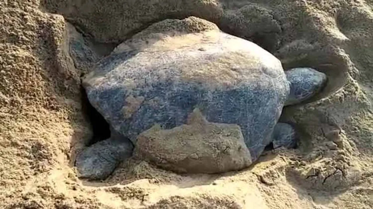 'Unsuitable climate' keeps Olive Ridleys off Odisha beaches