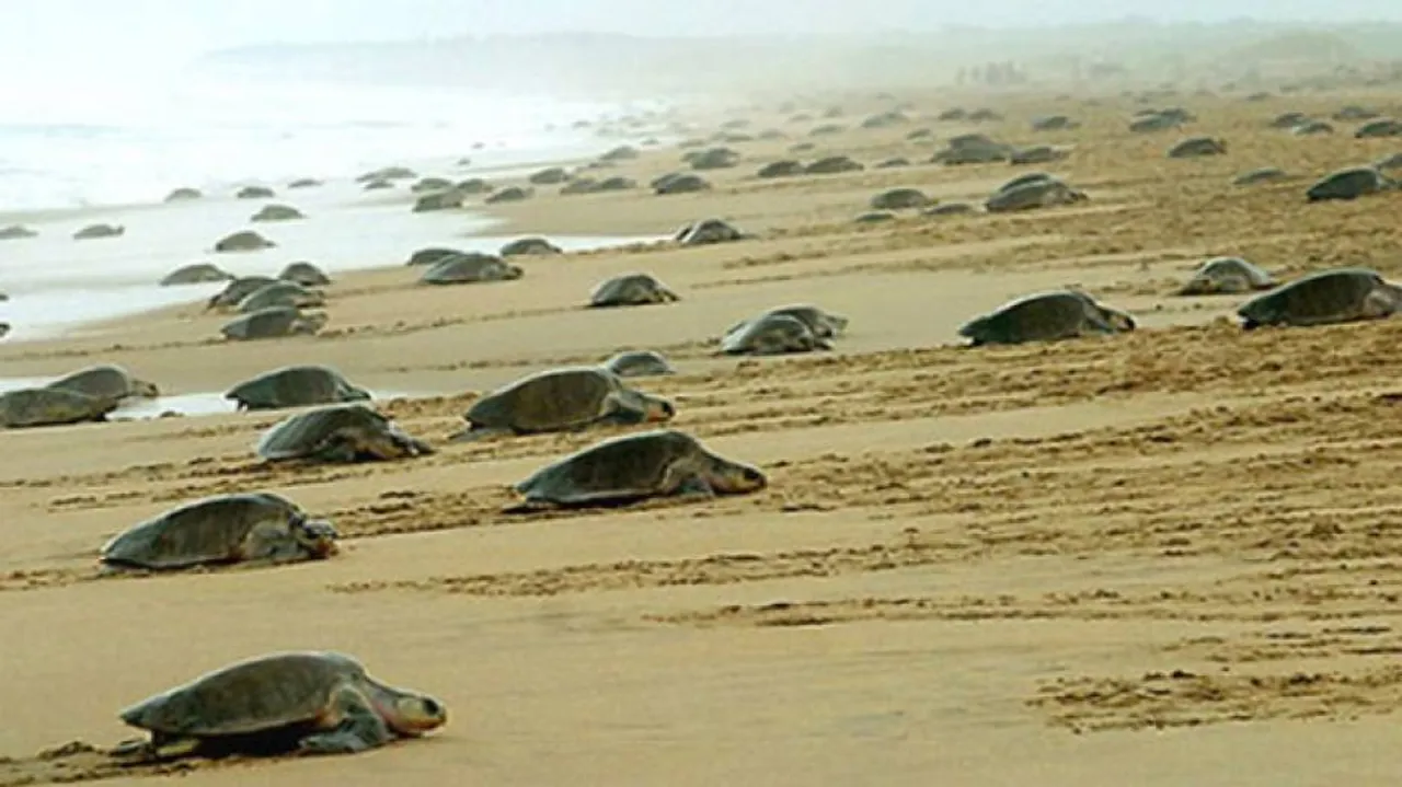 More than 4 lakh Olive Ridley turtles spotted at Gahirmatha beach