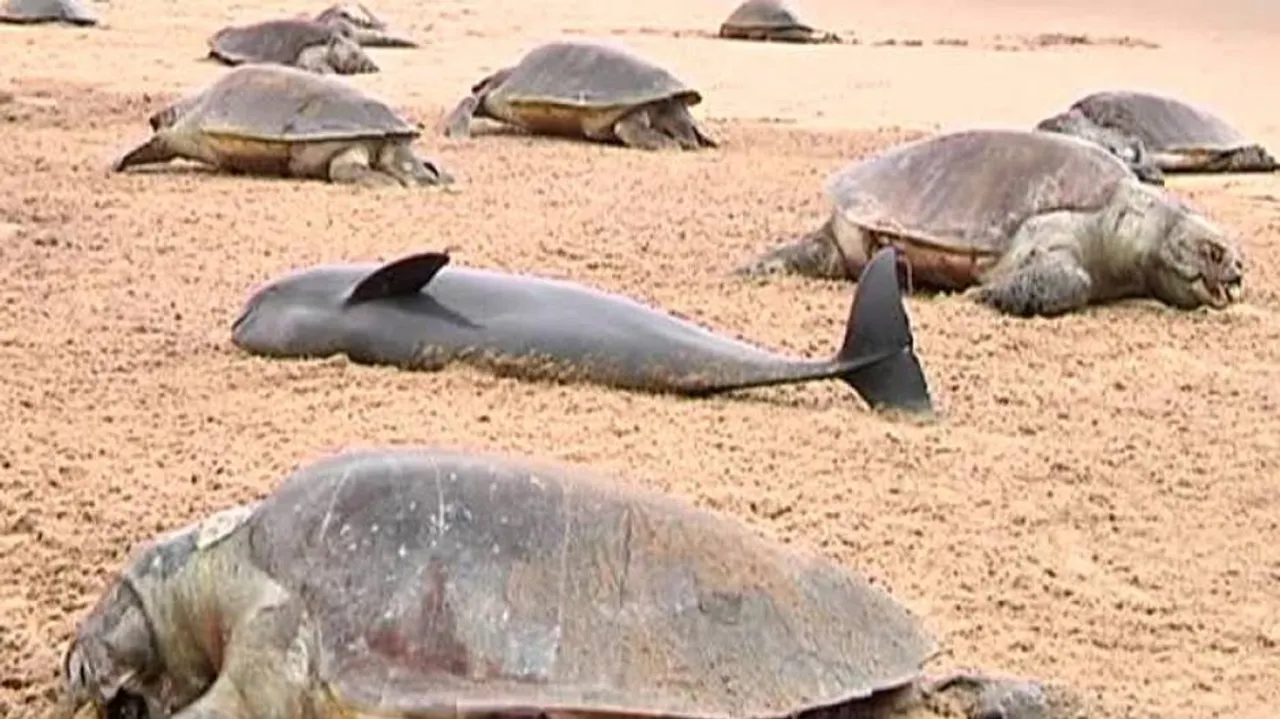Orissa HC Expresses Concern Over Deaths Of Olive Ridley Turtles