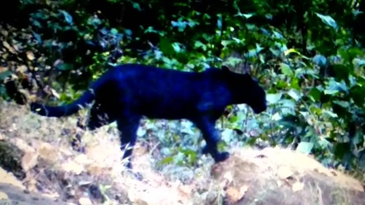 Black panther spotted in Odisha for first time!