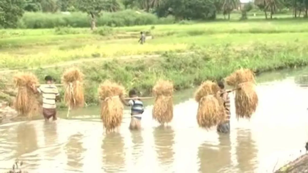 Paddy Procurement Begins In Odisha, Farmers Stare At Uncertain Future Over Token System