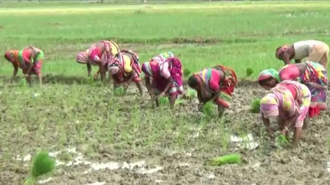 Farmers Worry As Deficit Rainfall Hits Kharif Sowing In Several Parts Of Odisha