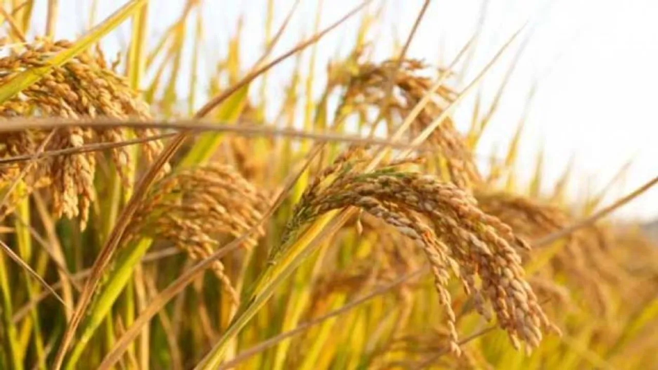 OUAT students off to gain 10-week agri experience in villages