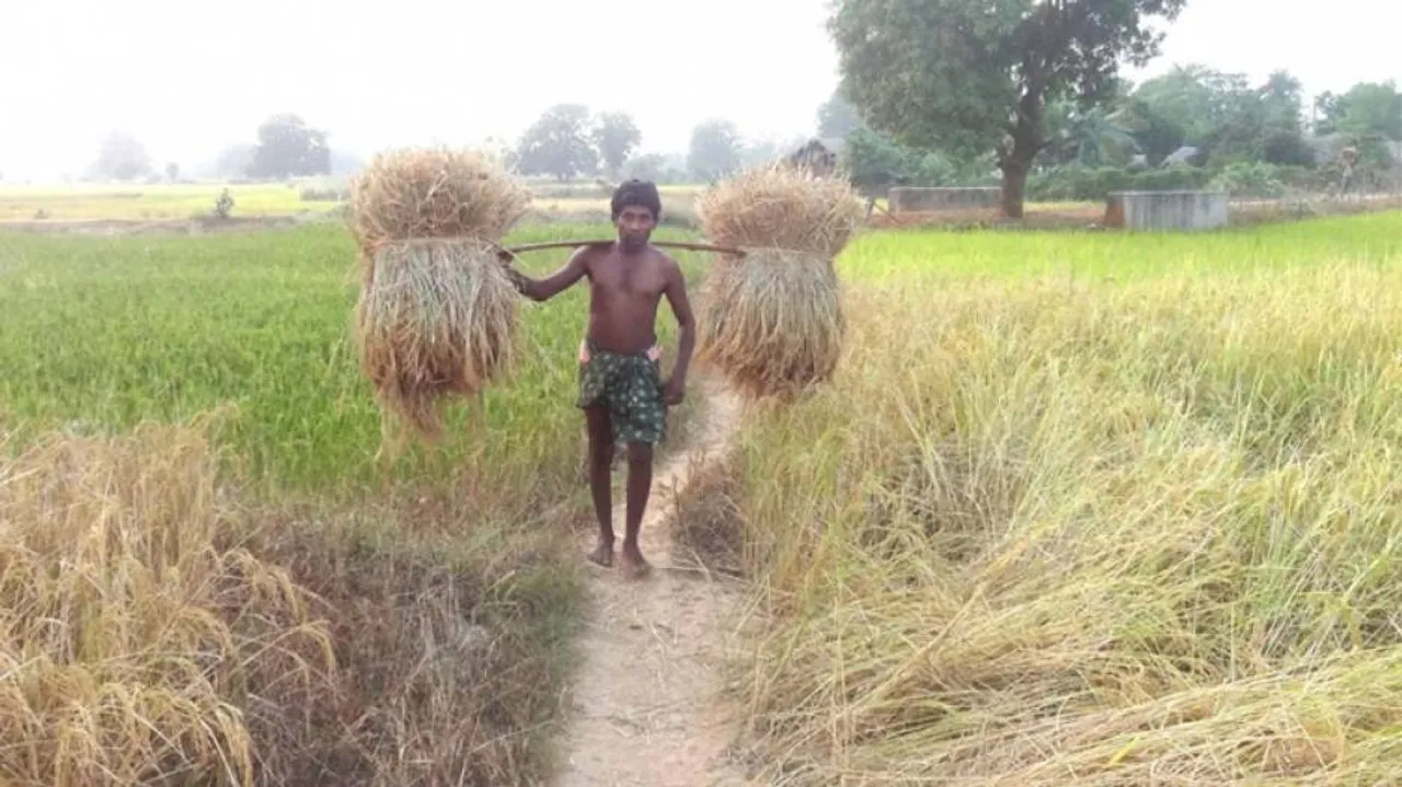 Odisha: Eight Border Districts Asked To Prevent Entry Of Paddy From Chhattisgarh