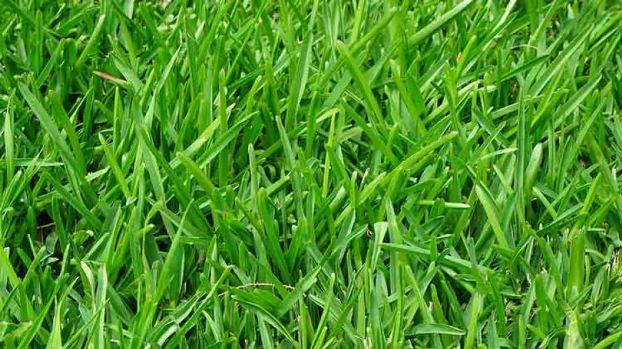 Pakistani teacher booked for forcing student to eat grass