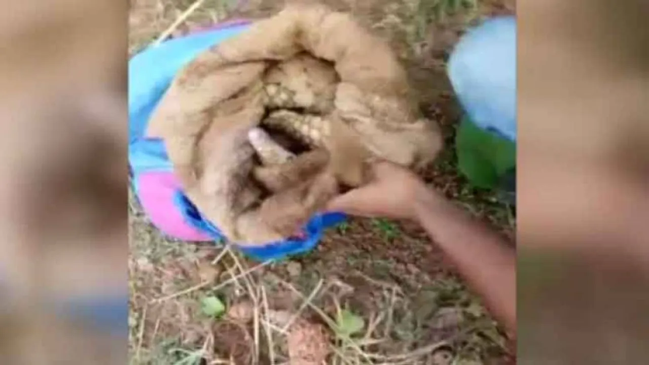 Wildlife Crime Control Bureau Team In Odisha To Probe Pangolin Smuggling Cases
