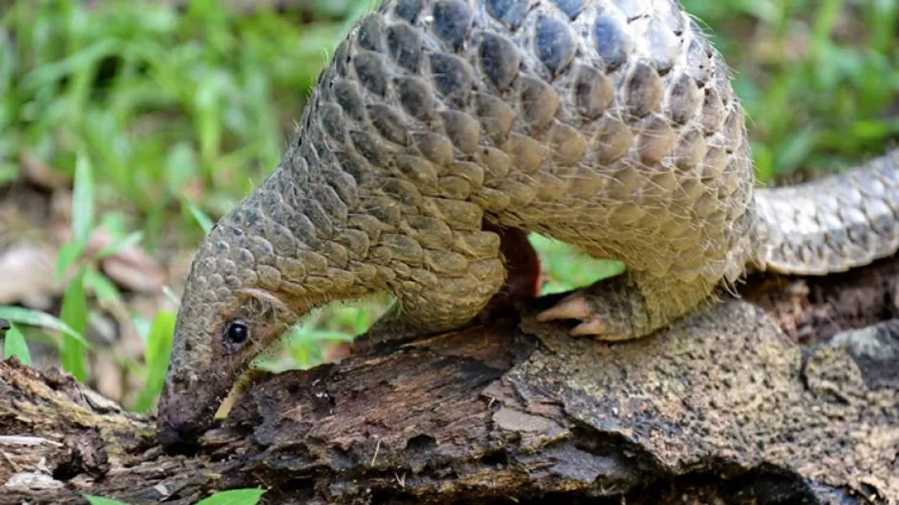 Odisha Plans To Save Endangered Pangolins From Extinction