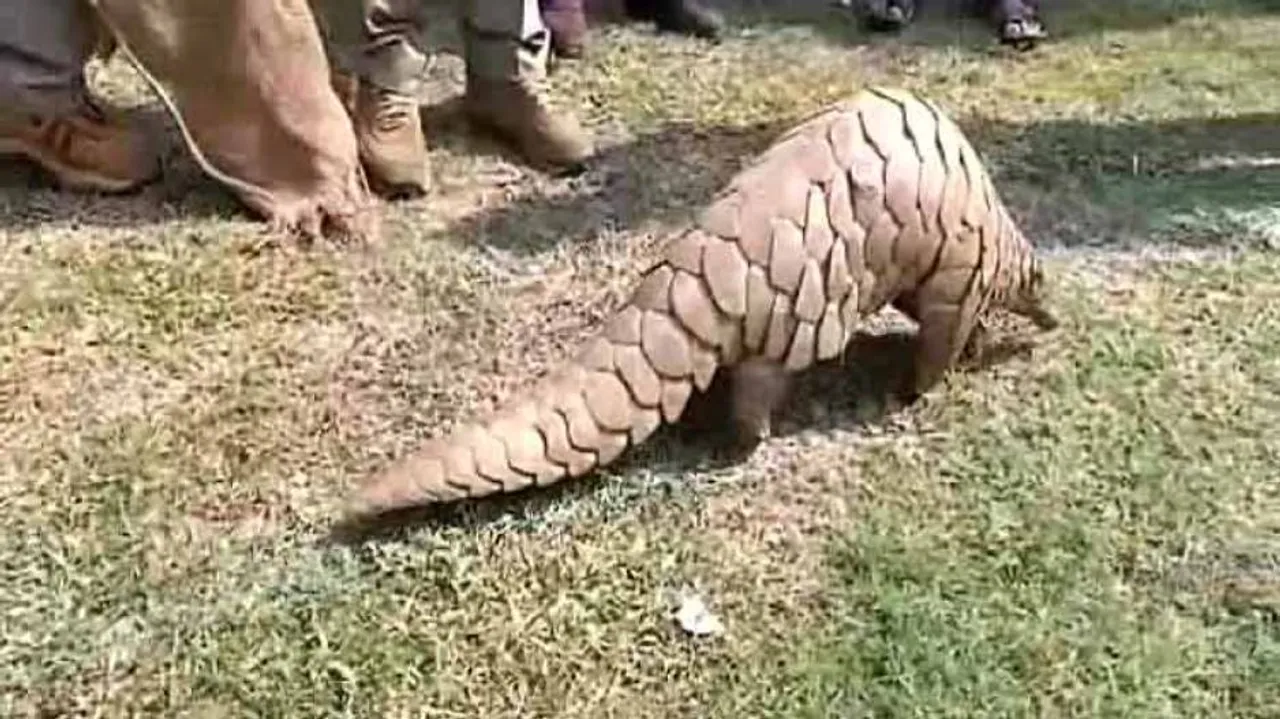 Pangolin Smuggling: PCCF Seeks Crime Branch Probe
