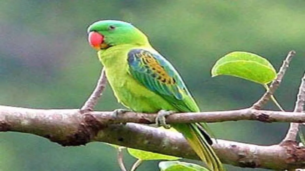 Why parrots are great vocal imitators