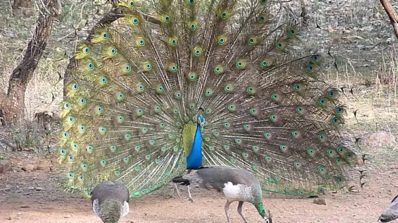Rajasthan: Panic After 100 Crows, Peacocks, Other Birds Found Dead In Jaipur