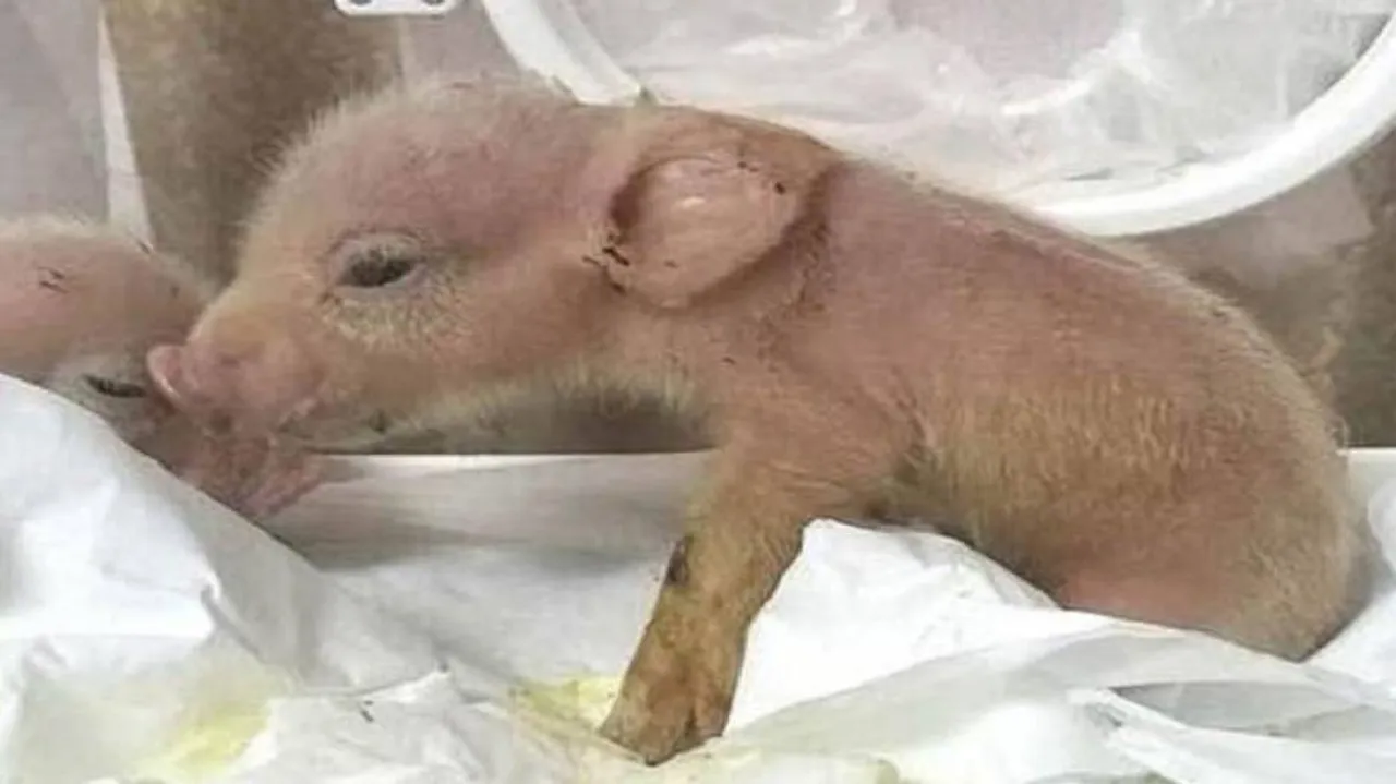 World's First Pig-Monkey Hybrids Created By Scientists