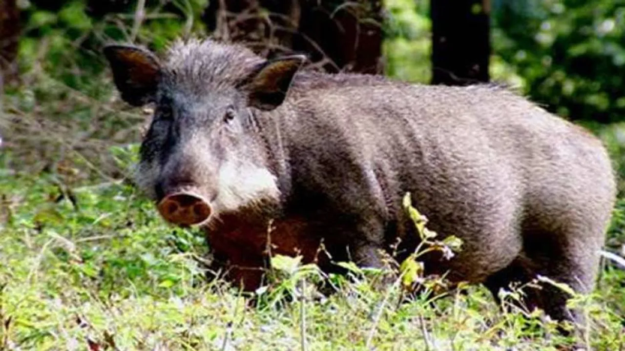 Odisha: Mass Pig Deaths In Berhampur Triggers Panic, Reason Not Known