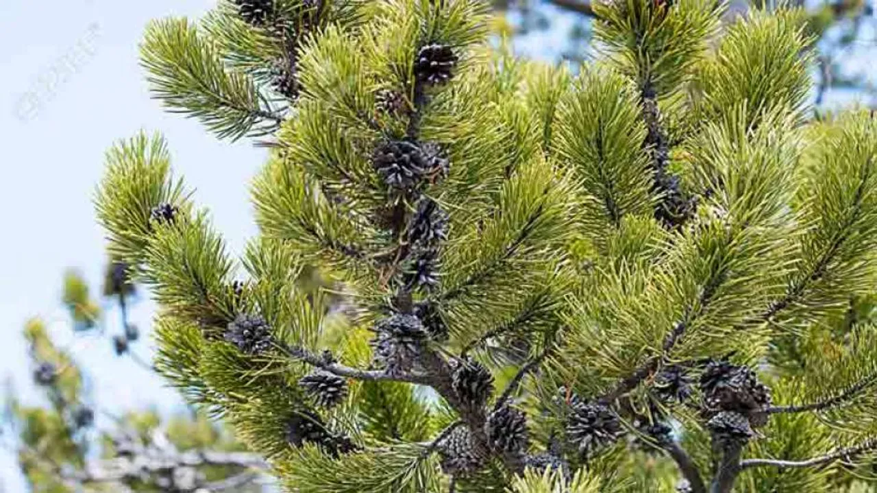 Uttarakhand to produce green power from pine needles