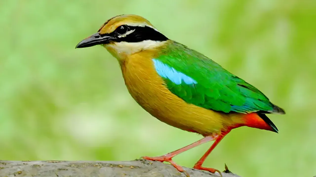 Pitta Bird