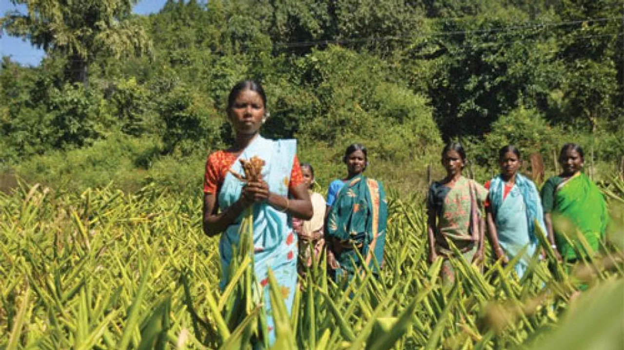 Odisha to go for pulpwood livelihood plantation for tribals