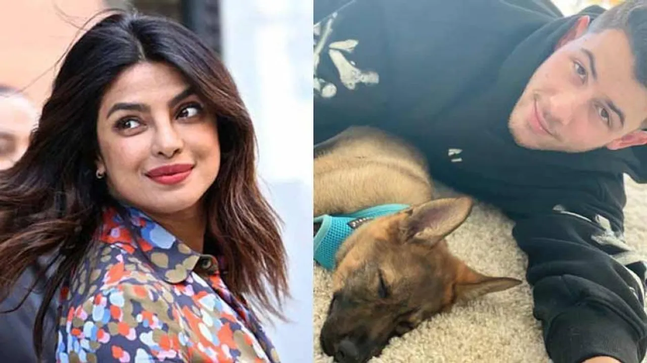 Puppy Love From Priyanka Chopra To Hubby Nick Jonas