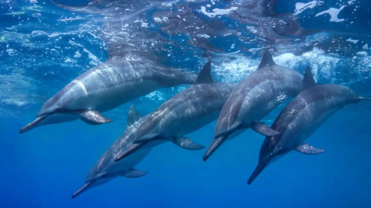 PM Modi Announces Project For Conservation Of Dolphins