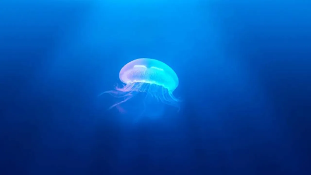 Prototype jellyfish robot developed to record marine life