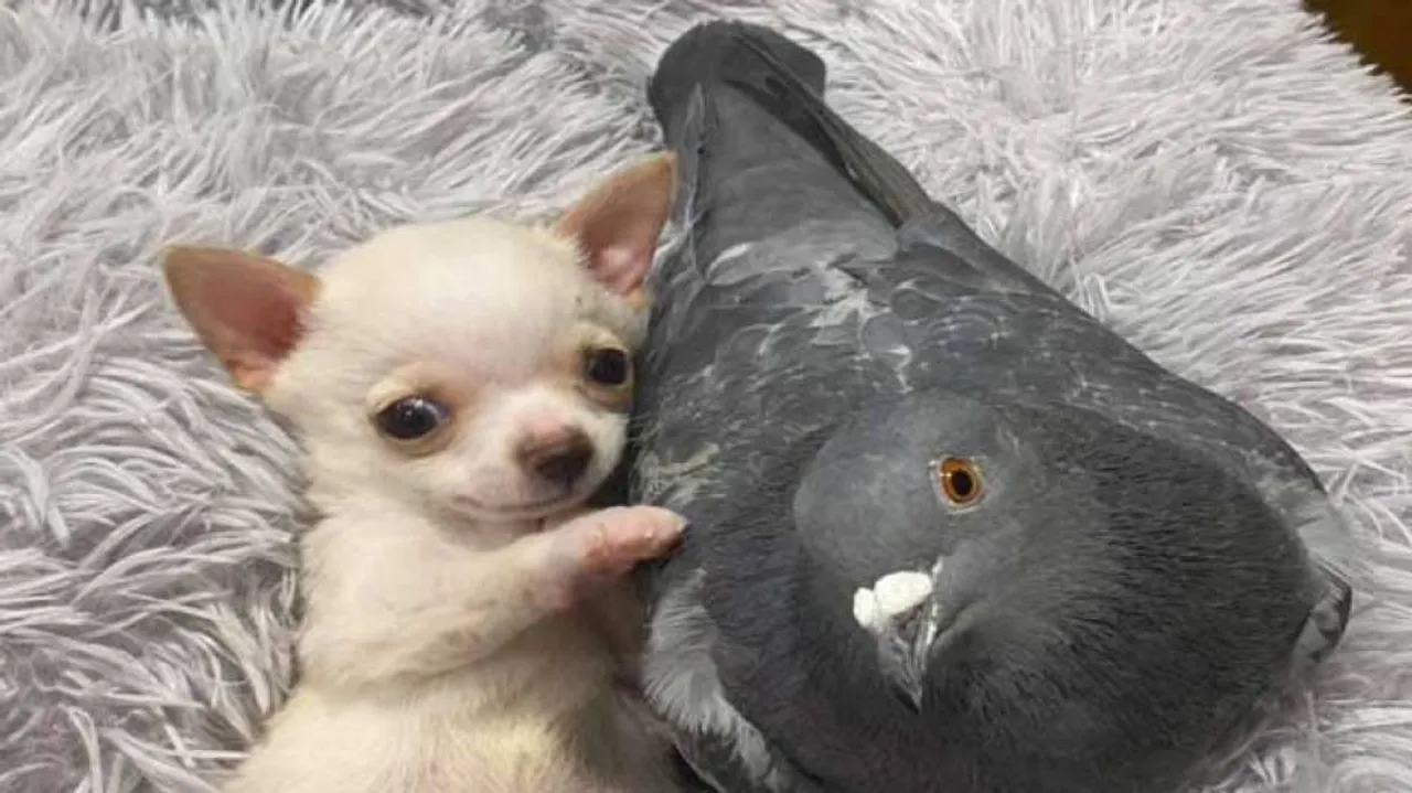 True Friendship: A Flightless Pigeon And Puppy Who Can't Walk