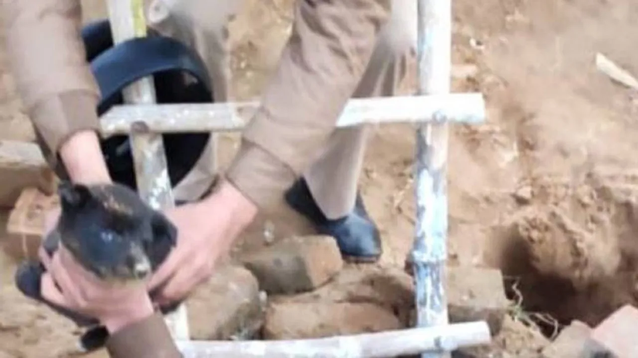 Police Official Risks Life To Save Puppies, Tweeple Hails
