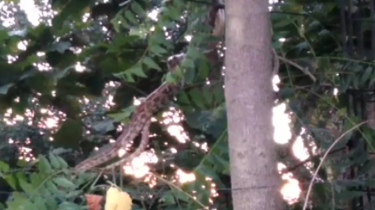 Watch: 11-Feet-Long Python Rescued From Bolangir