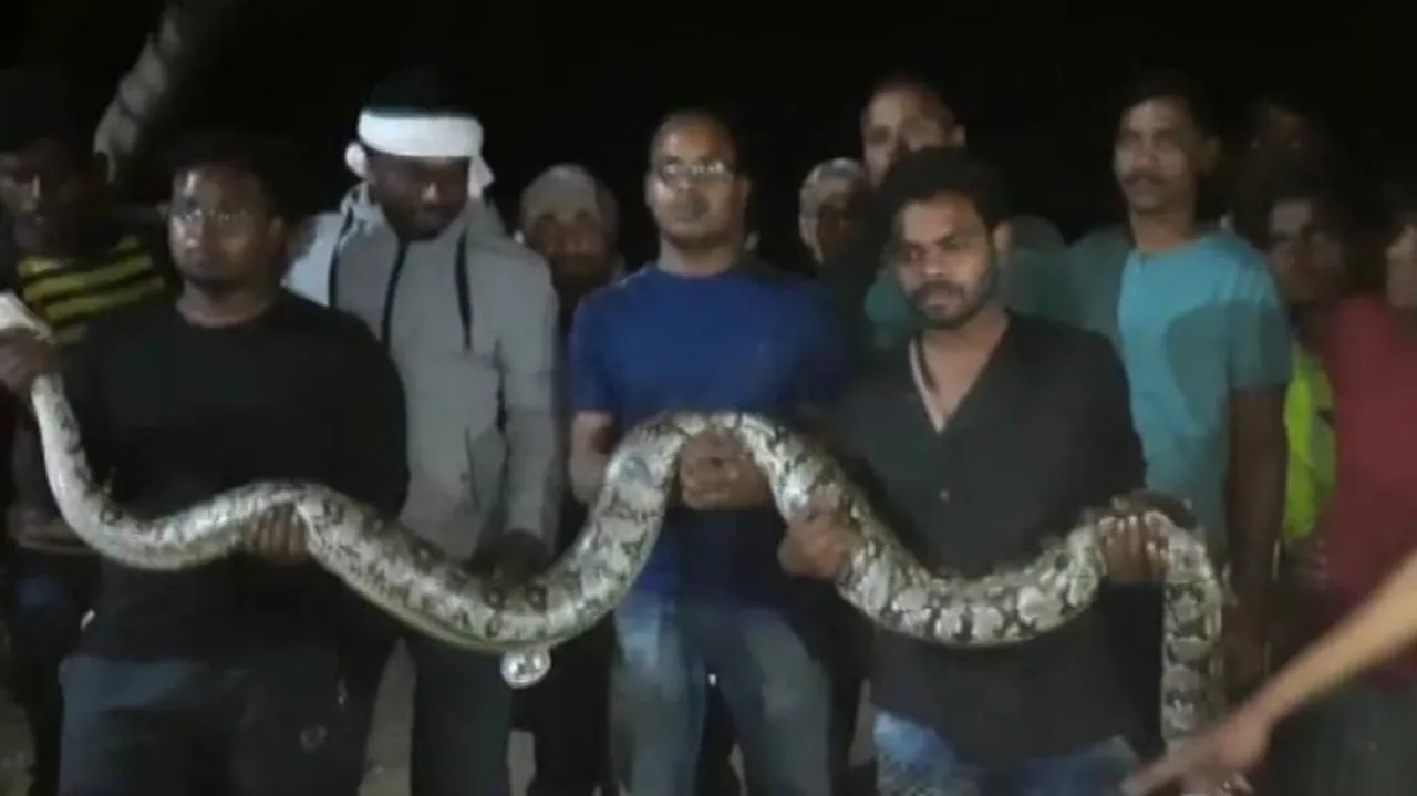 Watch: 2 Huge Pythons Rescued In Odisha’s Berhampur