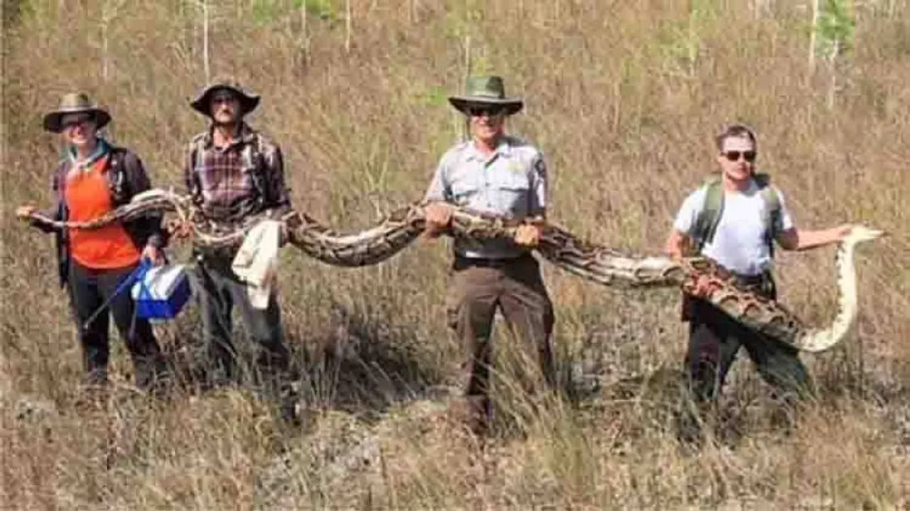 Record 17-foot-long python captured in Florida