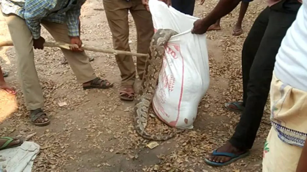 Odisha: Crime Branch Probe Demanded Into Death Of Python In Bhubaneswar