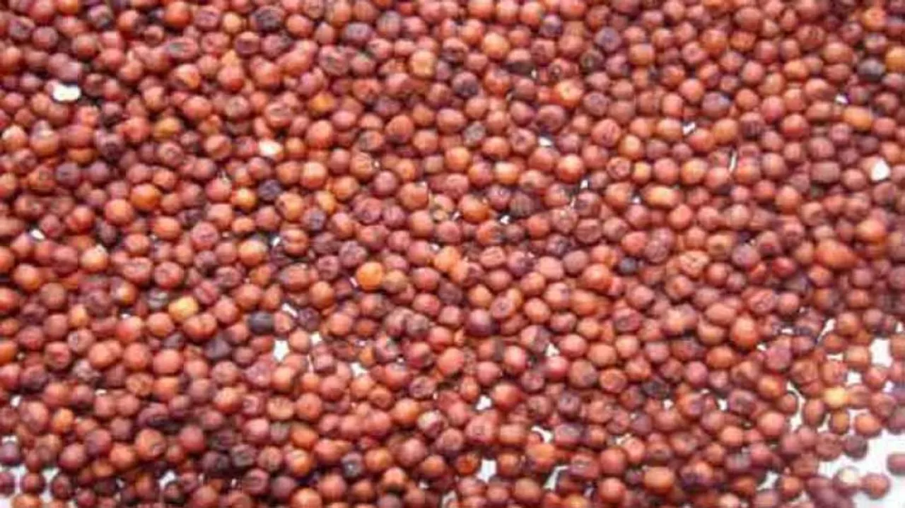 Odisha To Procure 1 Lakh Quintal Of Ragi In Kharif Season