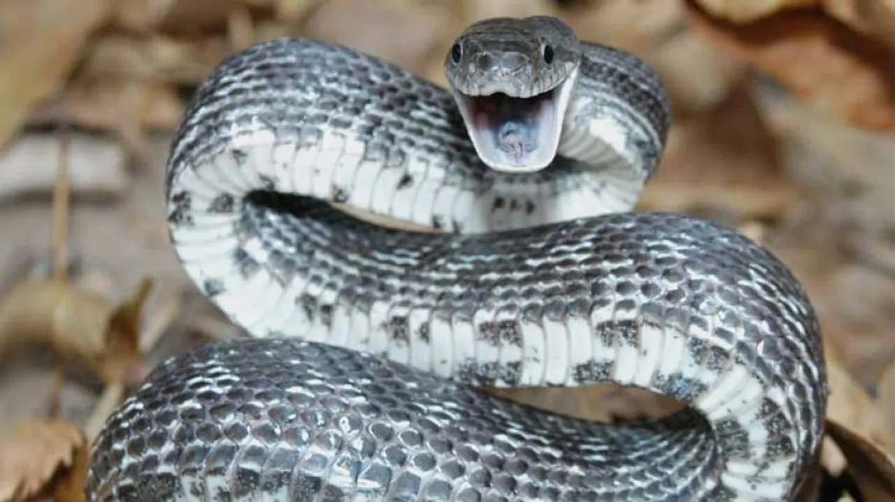 Snakebites killing more people than natural calamities in Odisha