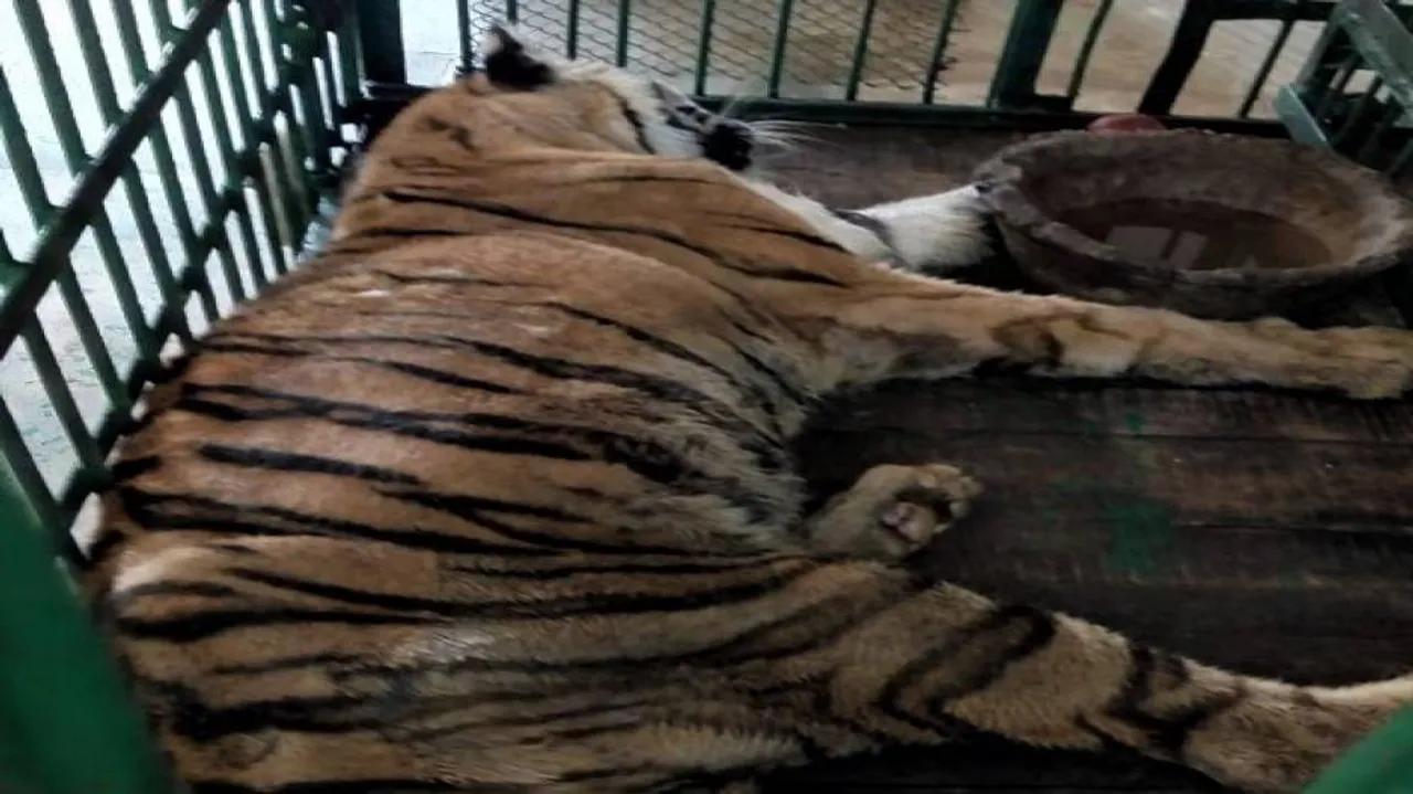 Tigress Rebati dies of old age at Nandankanan zoo