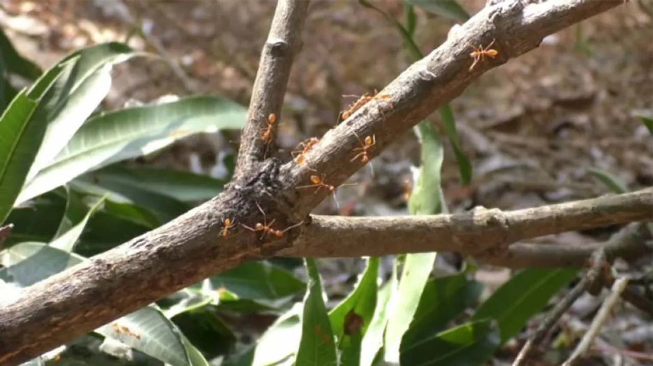 Red Ant Chutney Has Kept Covid At Bay, Believe Tribals In Odisha's Gajapati