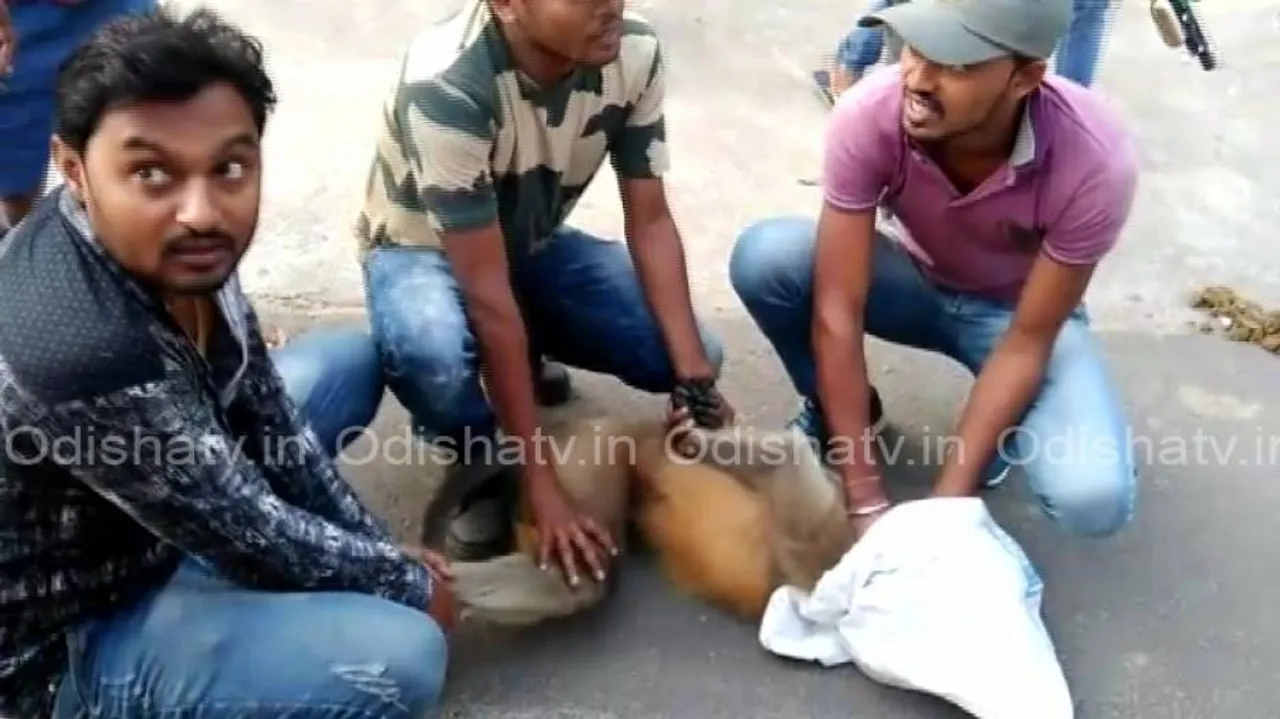 Rogue monkey that injured 13 people caught in Balasore
