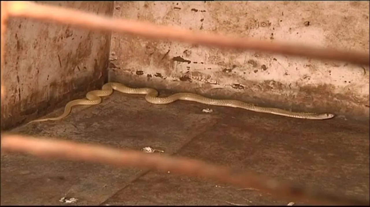 Man caught trafficking poisonous snakes to Bengal