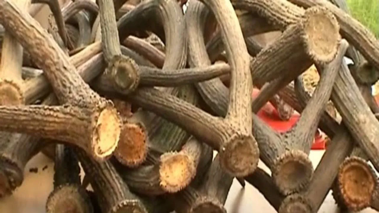 83 Sambar antlers seized; 2 arrested from Bargarh