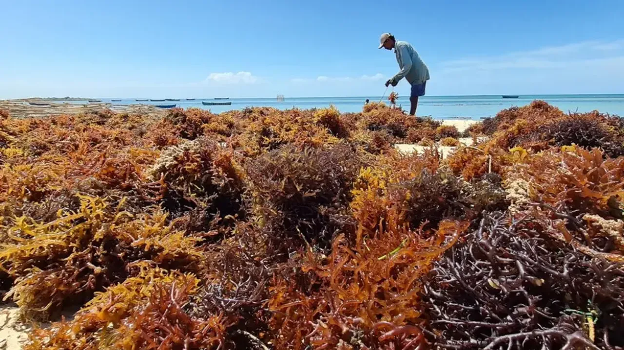 Seaweeds