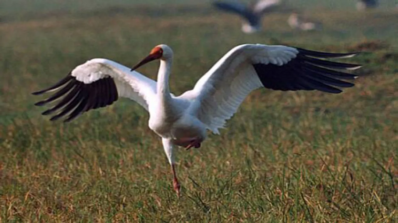 Sign of monsoon: Siberian birds arrive at Dhanmandal in Jajpur in thousands