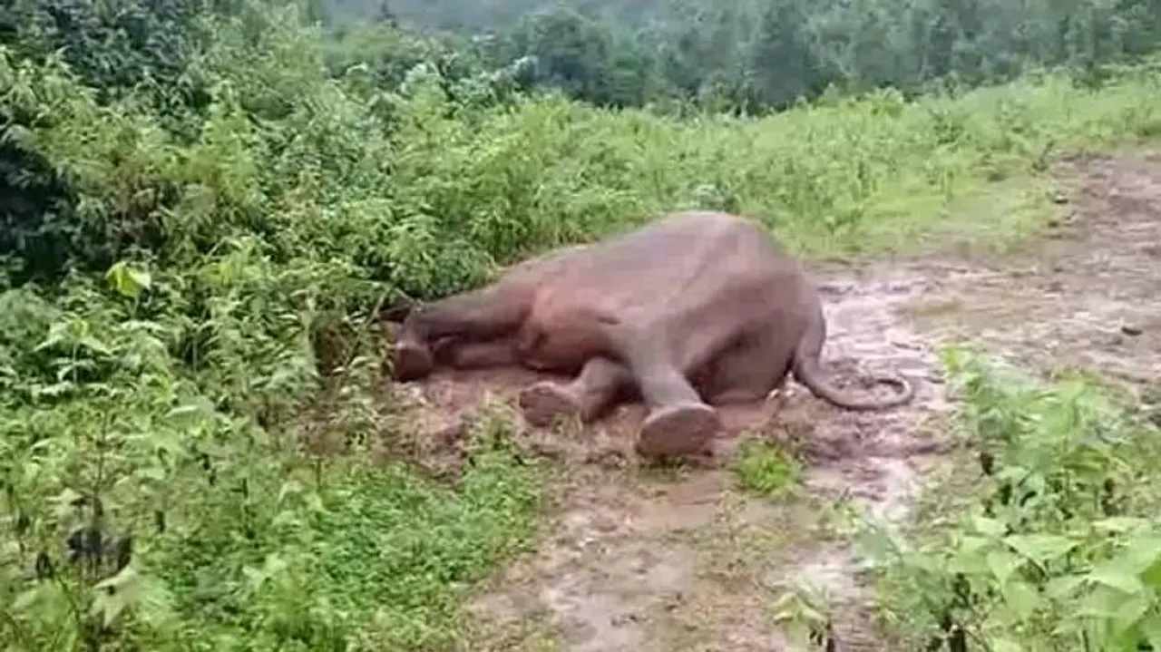 Odisha: Speeding Train Kills Jumbo In Sambalpur