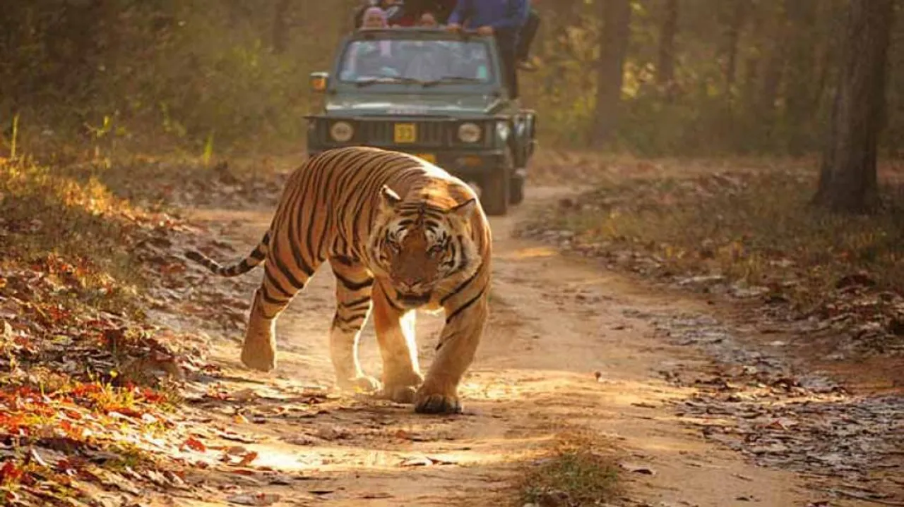 Op-Ed: Wildlife Habitats Need Security