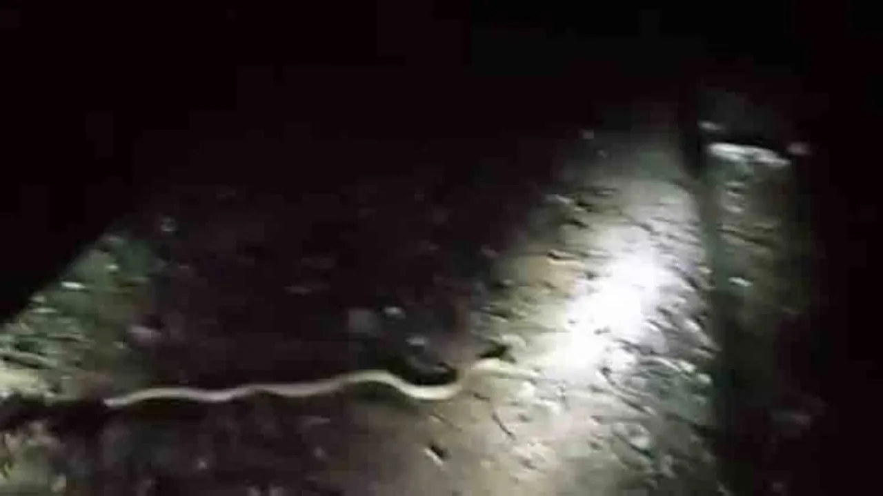Cobra Found Inside Parcel Box In Odisha