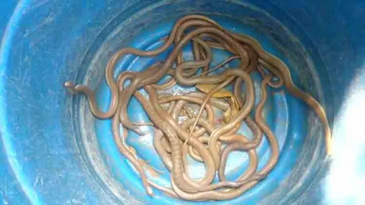 17 Cobras rescued in Kendrapara