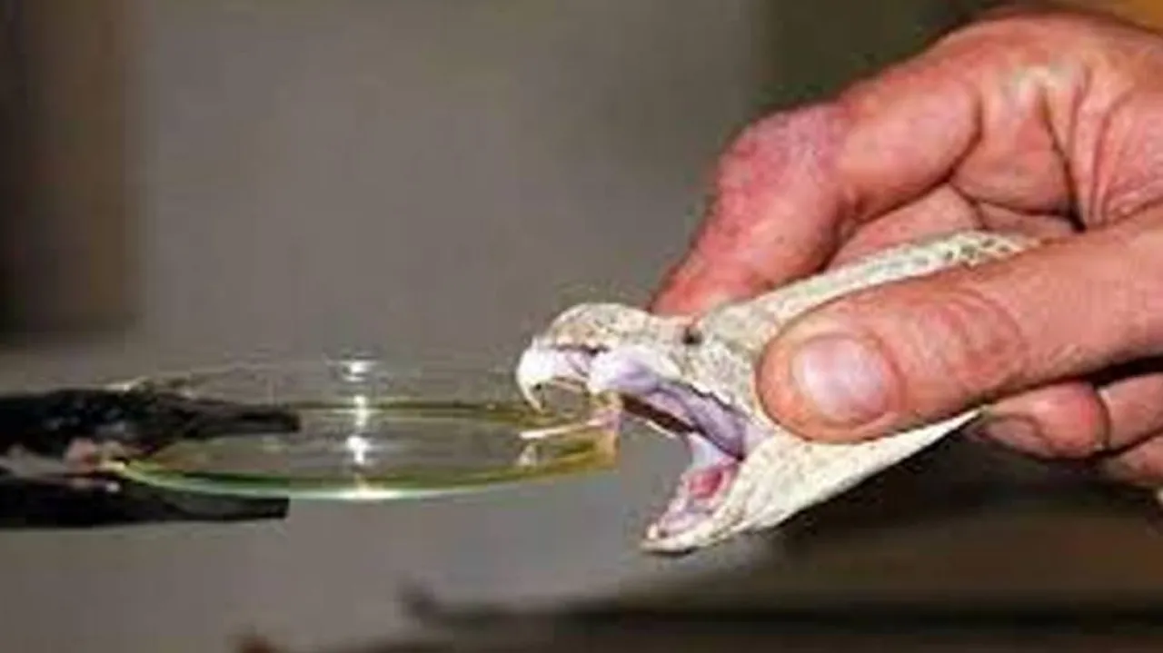 Odisha: Snake Venom Racket Busted In Bhubaneswar; 3 Held While Striking Rs 10 Lakh Deal