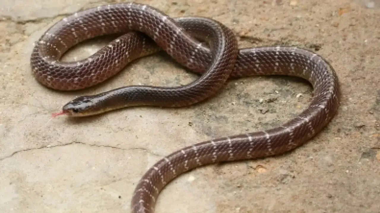 Snake