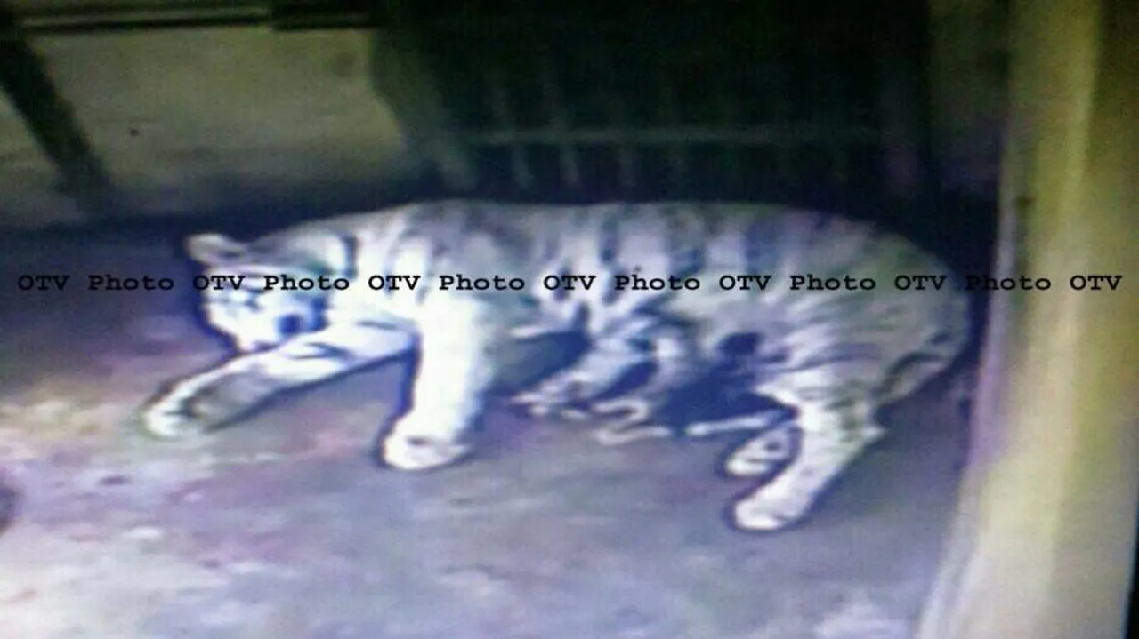 Tigress 'Sneha' gives birth to 3 cubs in Nandankanan