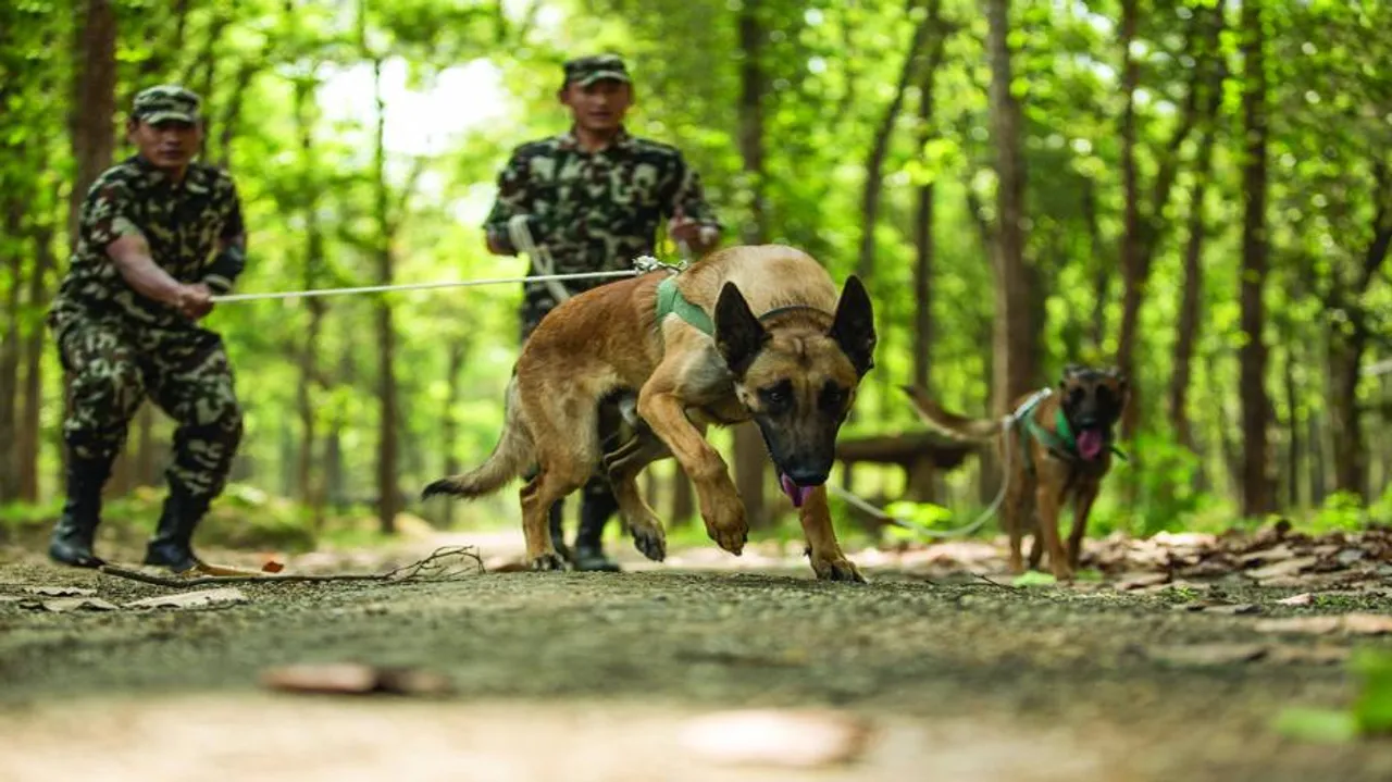 Thirteen new sniffer dogs to curb wildlife crime
