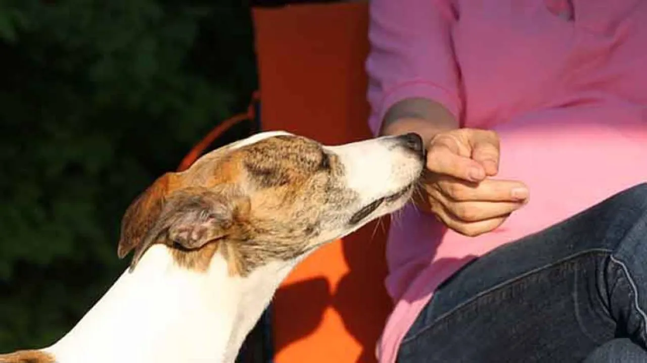 Dogs can sniff out cancer in blood with 97% accuracy